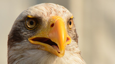 Weißkopf-Seeadler (19).jpg